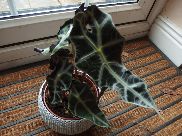 Elephant's ears aka Alocasia x amazonica