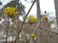 サンシュユ（山茱萸）の花。