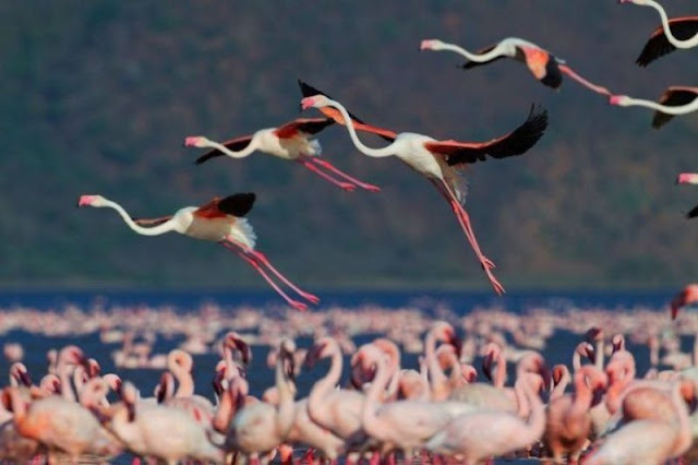 Flock of flamingos at Lake Nakuru, flamingo photos, flamingo pictures, flamingoes pics