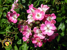 VILLERS-LES-NANCY (54) - La roseraie du Jardin botanique du Montet - Rose Mozart