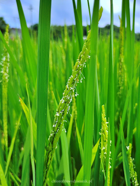 Ryż siewny (Oryza sativa) -opis i uprawa, pielęgnacja, uprawa w domu, oczku wodnym, jak siać, wyhodować ryż. Jak wygląda ryż, jak kwitnie.