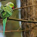 Από το Ωραιόκαστρο ως τη Θέρμη εμφανίζονται όλο και περισσότεροι πράσινοι παπαγάλοι - Πώς εξηγείται;
