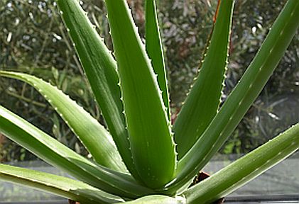 Aloe Vera  Aloe barbadensis or Aloe vera 