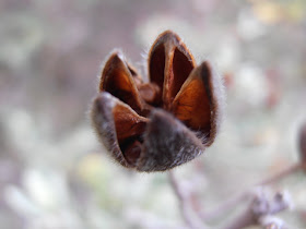 JARA-BLANCA-Cistus-albidus