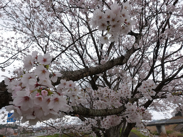 鳥取県西伯郡南部町天萬　小松谷川　九分咲きのソメイヨシノ桜