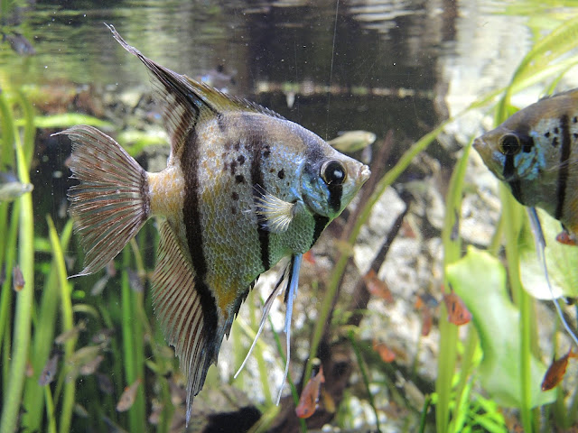 Parijs: het aquarium tropical in Palais de la porte Dorée