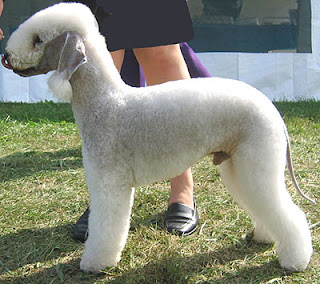 Bedlington Terrier