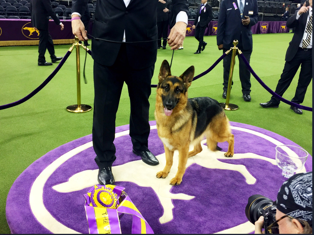 Westminster 2017 Best in Show: Rumor the German Shepherd