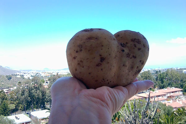 Una papa en forma de corazón.