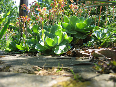 echevarias planta de stancarie