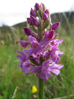 Heath Fragrant Orchid