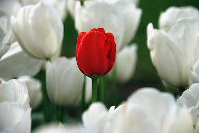 Gorgeous White Tulips by cool and beautiful wallpapers
