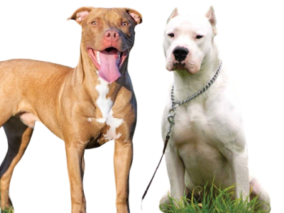 pitbull-terrier-vs-dogo-argentino