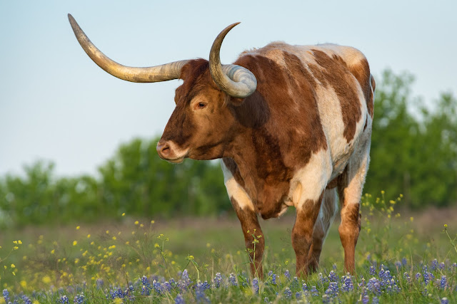 Longhorn in Bluebonnets, Union Hill Road