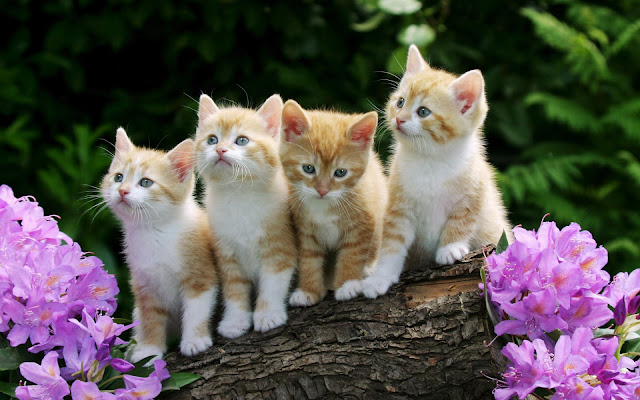 Cute Kittens HD Wallpaper Free Download