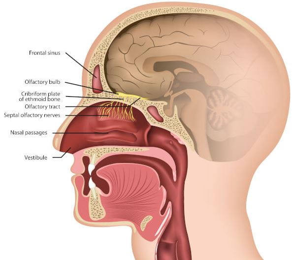 anatomi hidung dan fungsinya