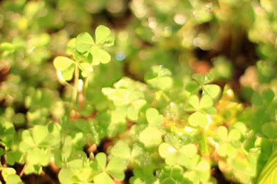 Clover Patch - Fairy's Eye View - Nature Photography by Mademoiselle Mermaid