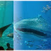 Whale Shark - The Worlds Biggest Fish
