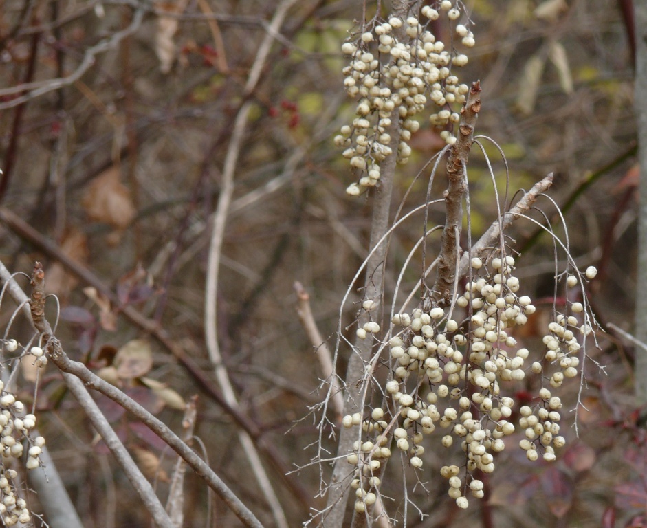 poison sumac blisters. poison sumac blisters.