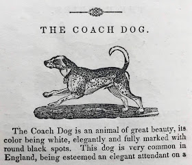 Woodcut illustration from 'The Canine Race' depicting a so-called "coach dog", or Dalmatian 