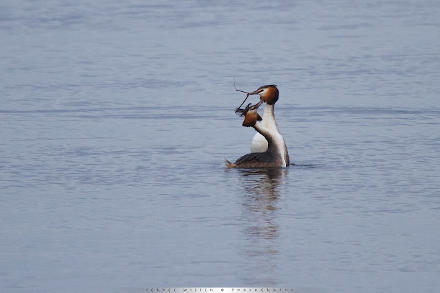 Baltsende Futen - Great Crested Grebe - Podiceps Cristatus