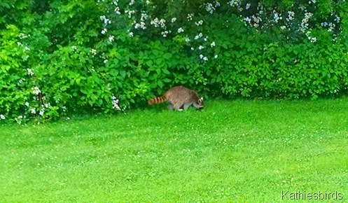 9. 6-30-15 raccoon in yard