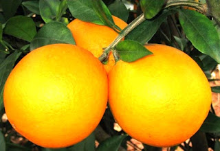 Fresh Fruit Navel Orange