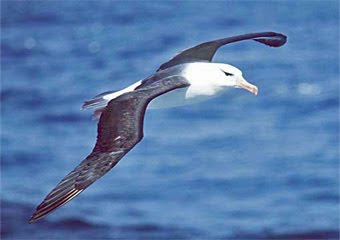 burung albatros