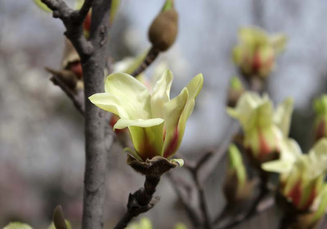 Magnolia Flower Pictures