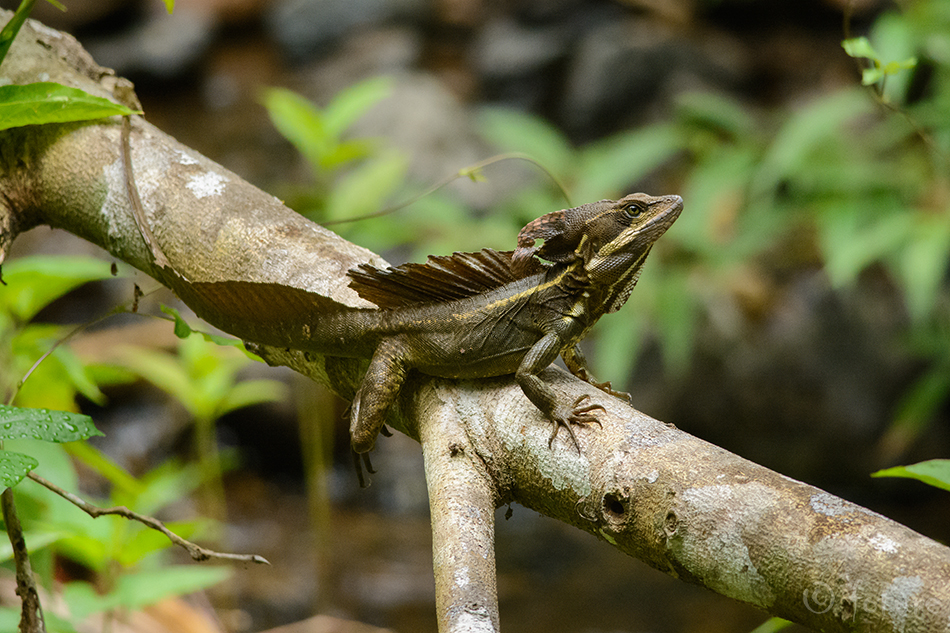 Kiiver-basilisk, Basiliscus basiliscus, Common Basilisk, sisalik, Jesus Christ lizard, South American, Jeesus Kristuse