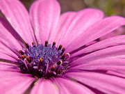 The Most Beautiful Pink Flowers (beautiful pink flowers )