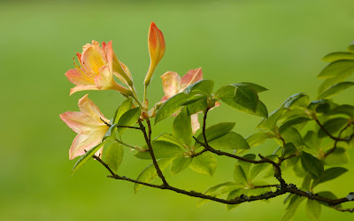 Azaleas in Washington State, USA