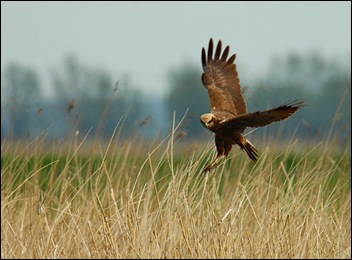 Bruin Kiekendief