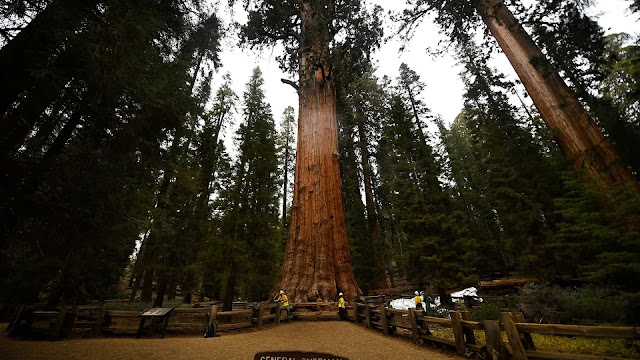 World Largest Tree General Sherman