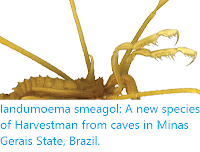 http://sciencythoughts.blogspot.co.uk/2015/11/iandumoema-smeagol-new-species-of.html