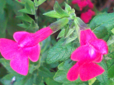 salvia