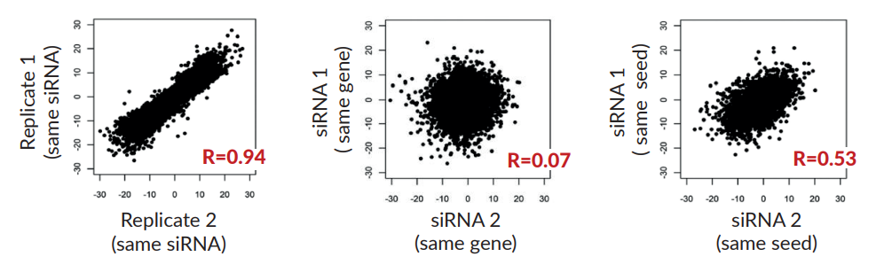 Dominance of siRNA Off-Targets Demonstrated By Correlation Between siRNA-induced Phenotypes