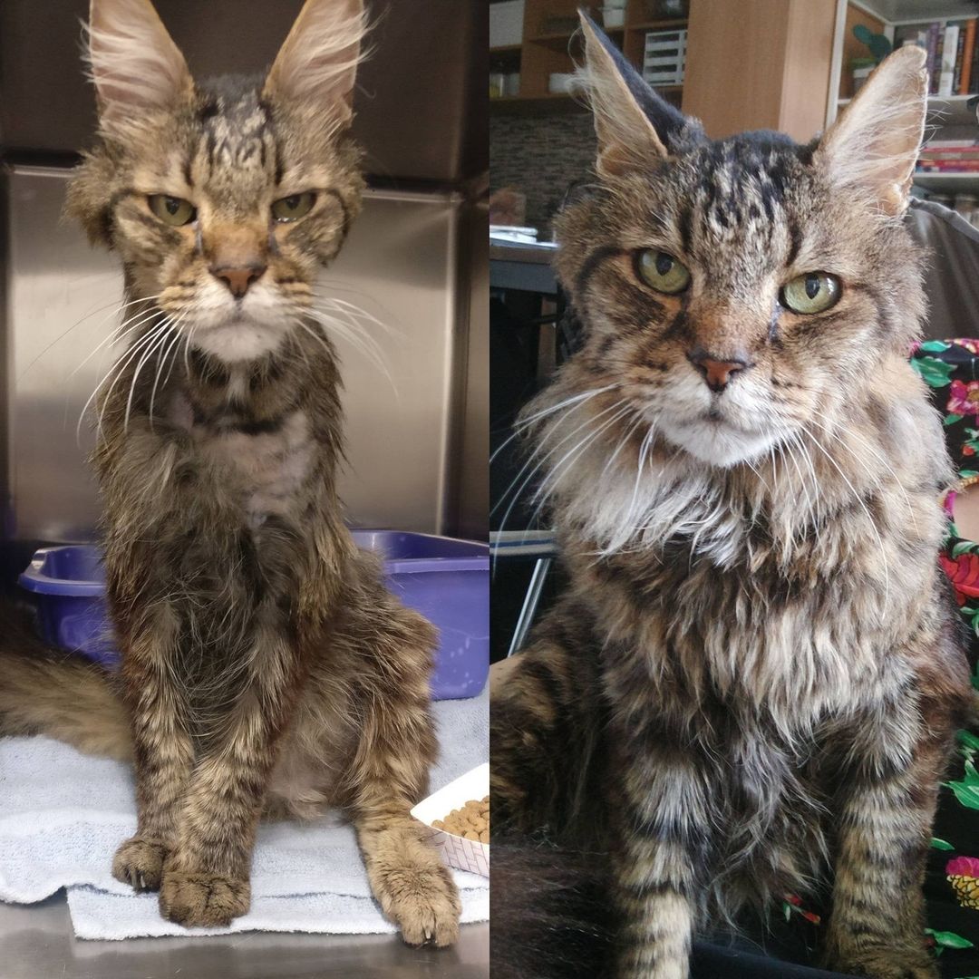 Bobby Wobbles the cat before and after