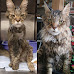 20 Uplifting Before and After Photos of Rescued Cats