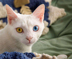 gambar kucing dengan mata odd-eye