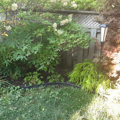 Toronto Dufferin Grove New Garden Makeover Before by Paul Jung Gardening Services--a Toronto Organic Gardener