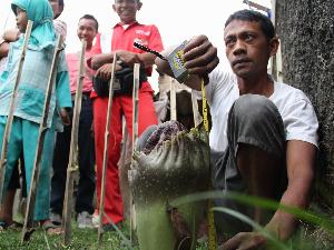 Kejadian Aneh: Bunga Bangkai Tumbuh Di Tebing SPBU