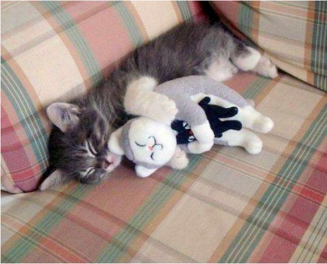 cute cat and doll pictures