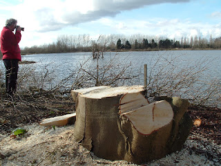 Radley Lakes after npower started cutting down trees