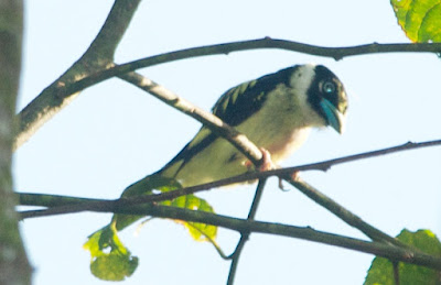 Black-and-yellow Broadbill (Eurylaimus ochromalus)