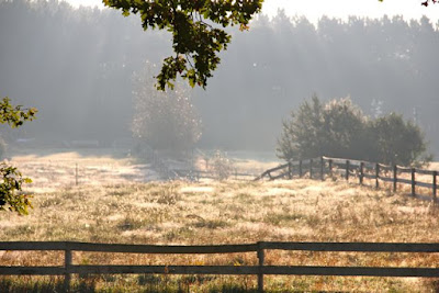 Autumn's golden grasses