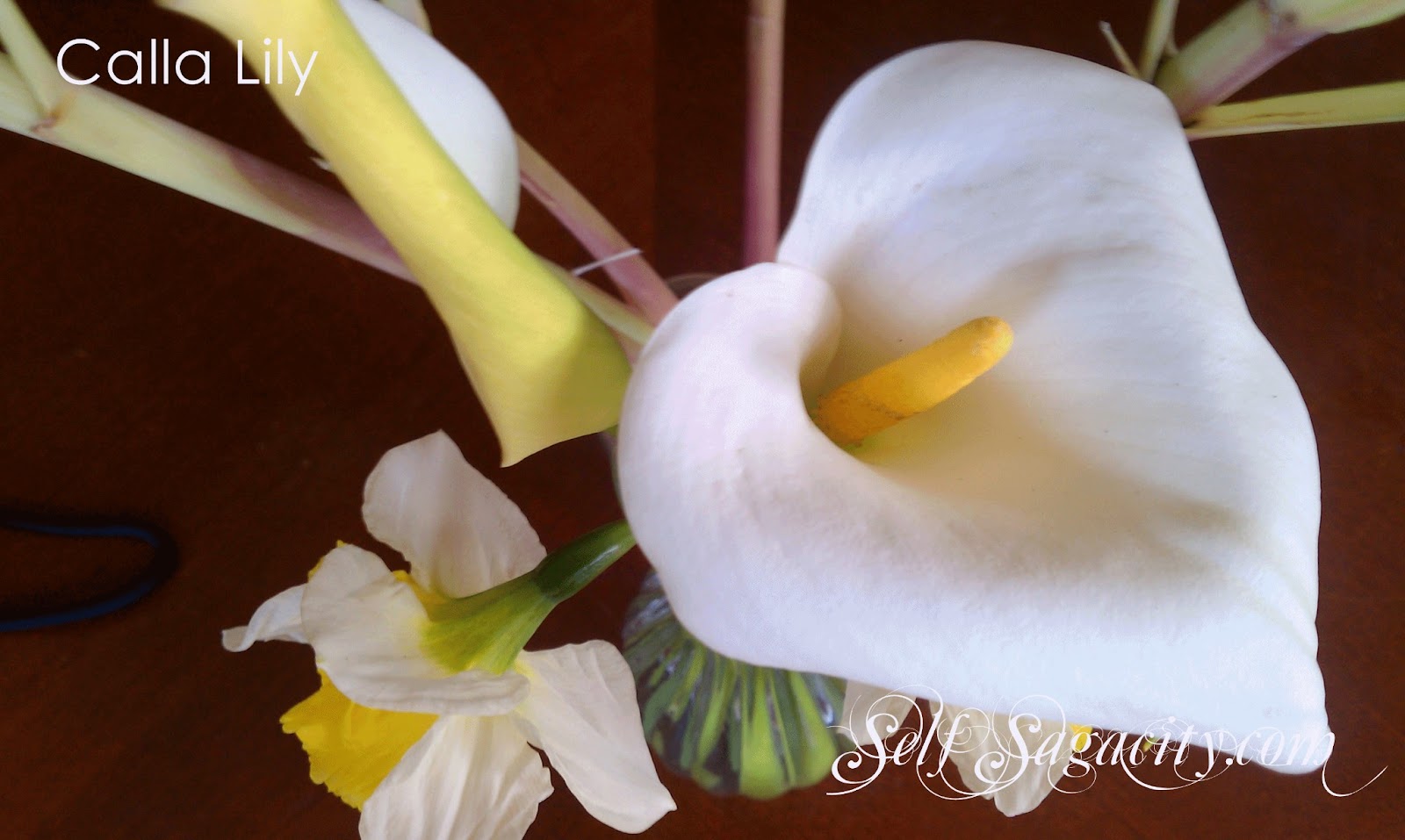 white calla Lily