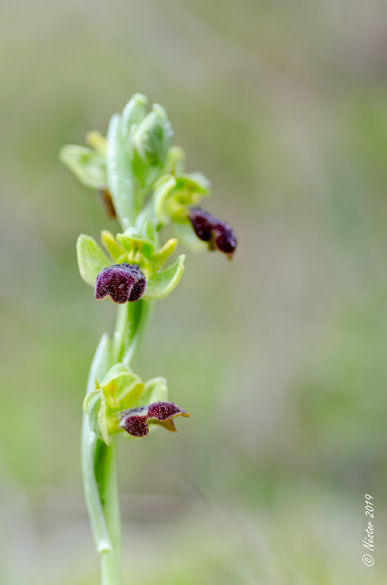 Orquidea: Ophrys fusca