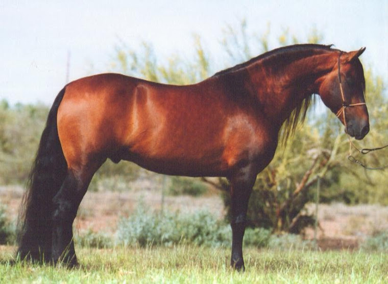 CABALLO COLOMBIANO