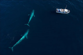 নীল তিমি - Blue Whale